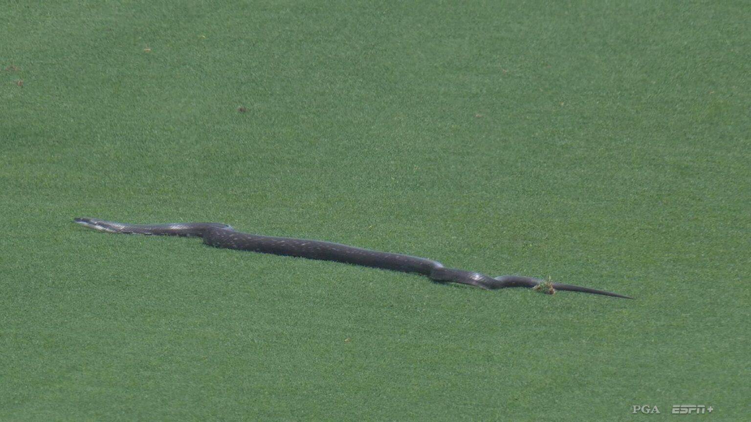 PGA Championship snakes reminiscent of other moments of wildlife on the field