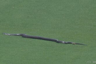 PGA Championship snakes reminiscent of other moments of wildlife on the field