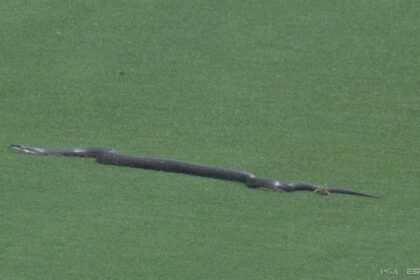 PGA Championship snakes reminiscent of other moments of wildlife on the field