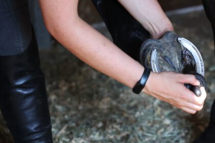 Doc Lane's Pharmacy Announced OTTB Training Toolkit: Foot Migration