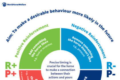 Foal NZ uses learning theory to increase relaxation, confidence in young thoroughbreds