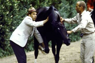 It reminds me of Ruffian 50 years after his breakdown in Belmont