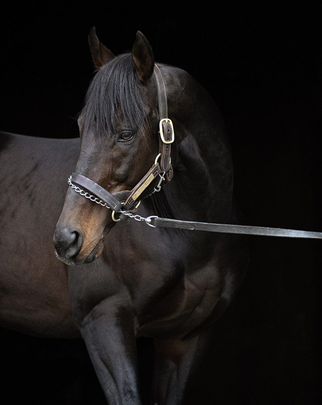 New York Thoroughbred Breeders Inc. Launch Spotlight: Peace and Justice Offers "Honest, Hard Try, Sound" Runner