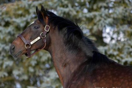 New York Thoroughbred Breeders' Stud Spotlight: Slumber's Strike Rate stands out in the Imperial State