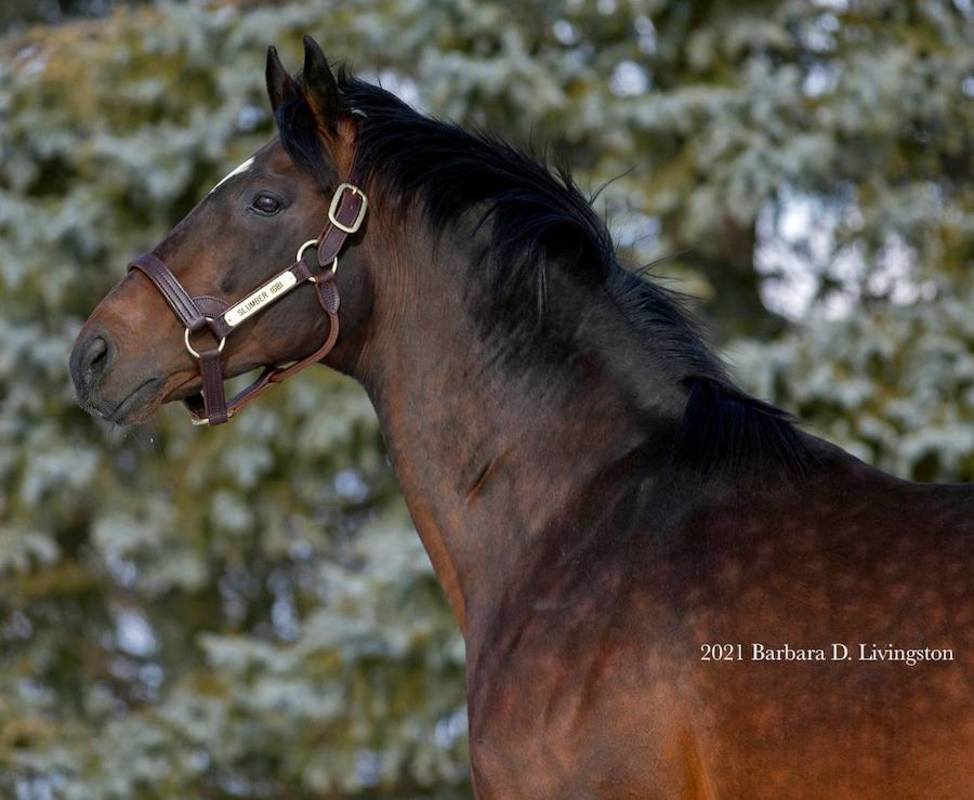 New York Thoroughbred Breeders' Stud Spotlight: Slumber's Strike Rate stands out in the Imperial State