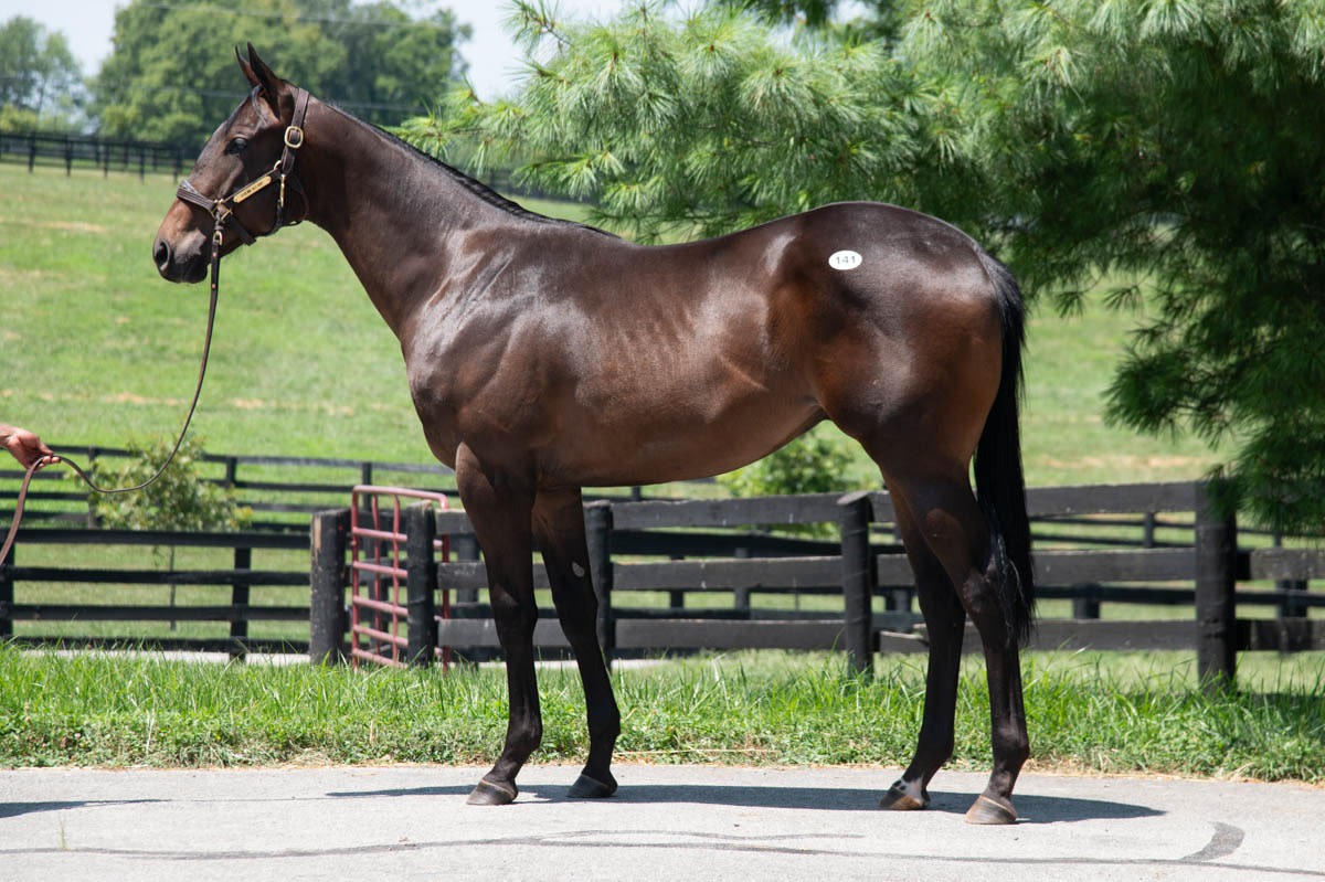 Auction Focus: Hip 141, Charlatan, Taylor Created Retail Agent at Fasig Tipton Saratoga Sale