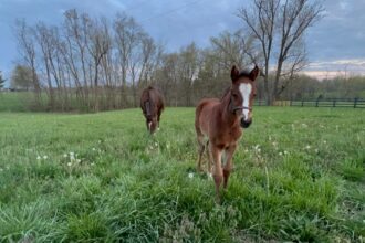 Download app from appStore