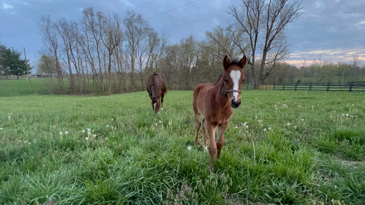 Download app from appStore