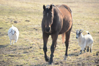 Download app from appStore