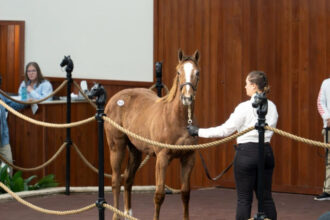 Taiba's Daughter Tops OBS January Winter Mix Sale, Leads Bayer Banner Day