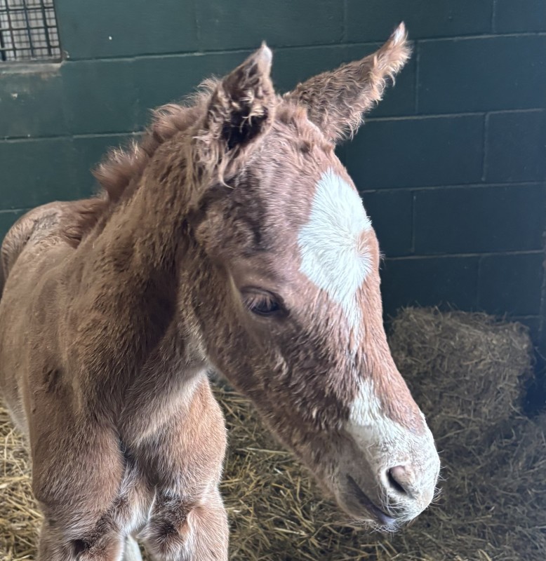 Download app from appStore