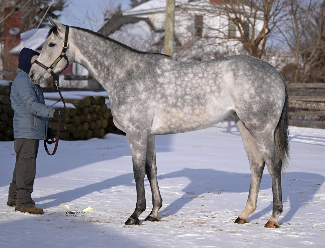 Download app from appStore