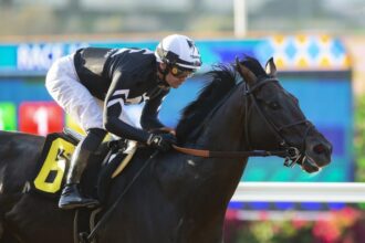 How much is a regional stallion trade worth?