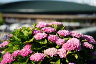 2026 Wimbledon pairings: Schedule and 3rd round men's and women's singles pairings