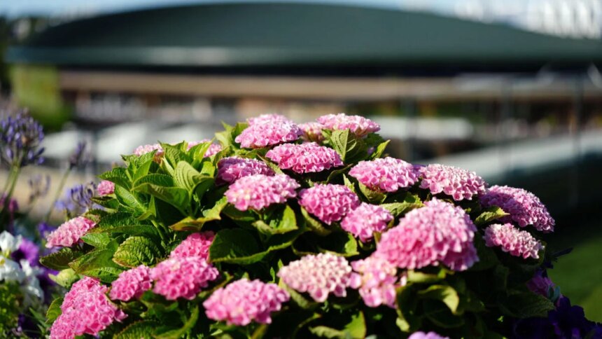 2026 Wimbledon pairings: Schedule and 3rd round men's and women's singles pairings