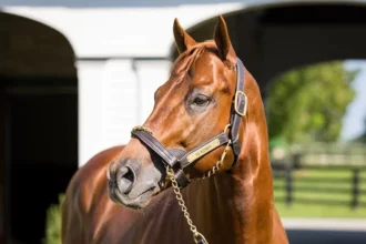 $260,000 Vekoma Colt Tops Thursday Sales at Keeneland September