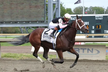 Bodacious Bay Star of Cotillion Loaded the Whole Way