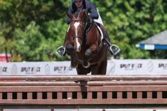 Former Racehorses Dominate TAKE2 Thoroughbred League in 2026