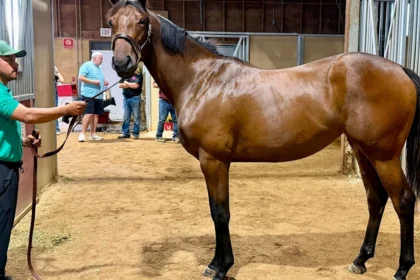 Global Campaign Filly Tops 2026 Minnesota Thoroughbred Sale