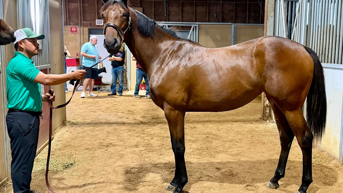 Global Campaign Filly Tops 2026 Minnesota Thoroughbred Sale