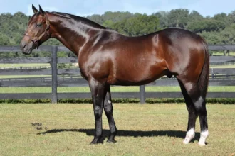 Grade 1 Winner and Leading Florida Sire First Dude Dies at 19