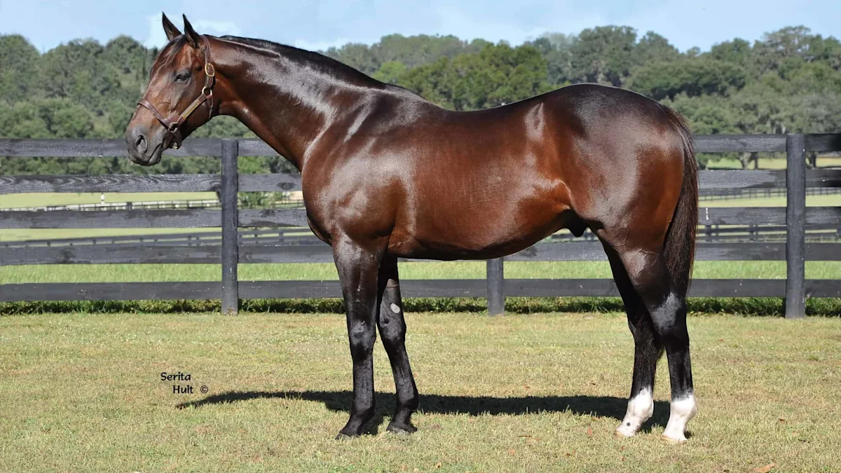 Grade 1 Winner and Leading Florida Sire First Dude Dies at 19