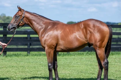 Hip 1009, Stonestreet Bred Not This Time Colt from Taylor Made at Keeneland September Auction