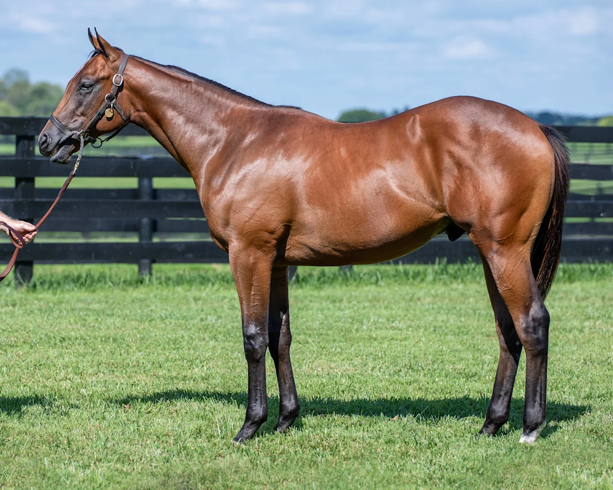 Hip 1009, Stonestreet Bred Not This Time Colt from Taylor Made at Keeneland September Auction
