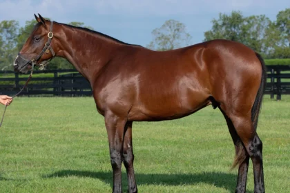 Hip 245, Stonestreet Bred Not This Time Colt From Authenticity's Family at Keeneland September Auction