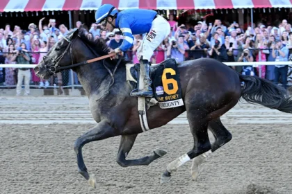 Horse Of The Year Sovereignty Returns to Work Following Hoof Abscess