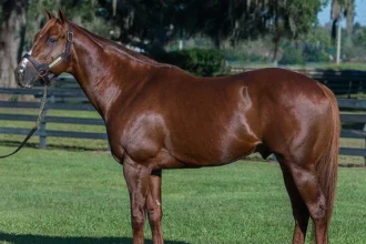 Kantharos Returns to Ocala Stud for 2027 Breeding Season