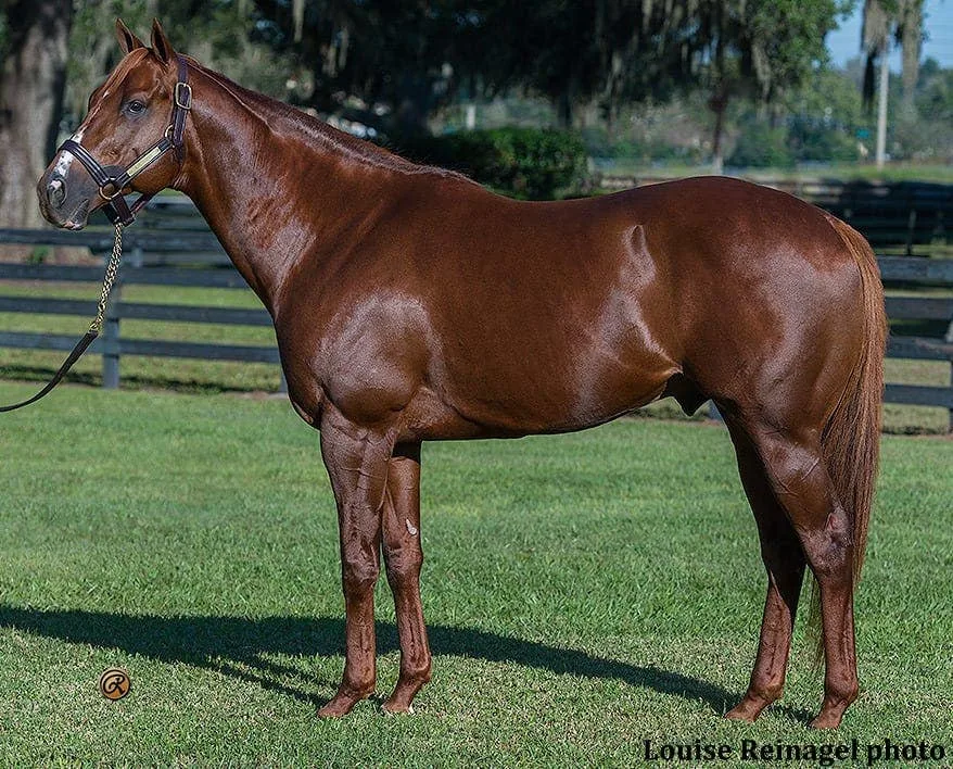 Kantharos Returns to Ocala Stud for 2027 Breeding Season