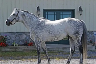 Leading West Virginia Sire Fiber Sonde Dies at Age 21