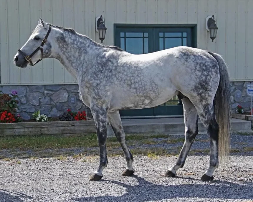 Leading West Virginia Sire Fiber Sonde Dies at Age 21