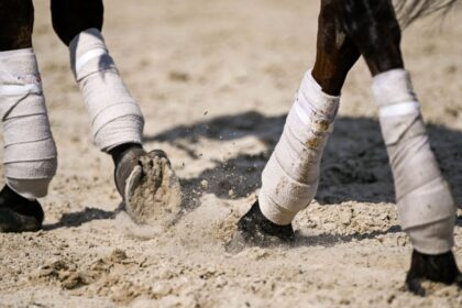 Professor and bettor charged with accessing private horse racing information
