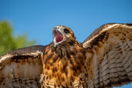 The Age of the HISA Chickenhawks Keeps Pace