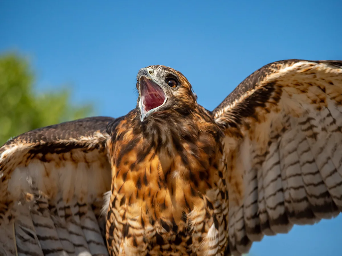 The Age of the HISA Chickenhawks Keeps Pace