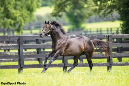 Yaupon Colt Leads Day 7 of Keeneland September Sales