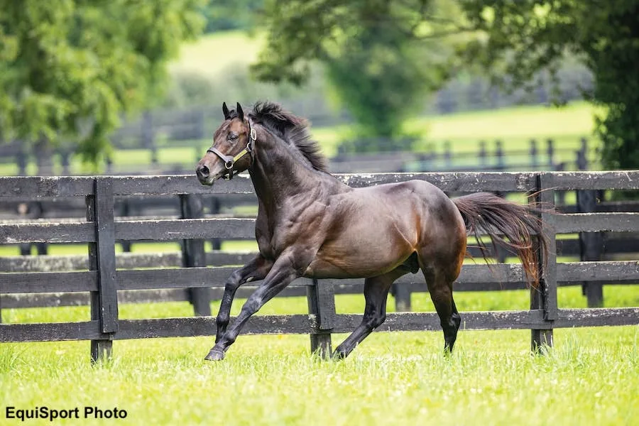 Yaupon Colt Leads Day 7 of Keeneland September Sales