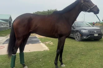 Glorious Gem Faces Nine Rivals in Cup and Saucer Race