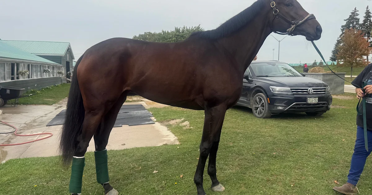 Glorious Gem Faces Nine Rivals in Cup and Saucer Race