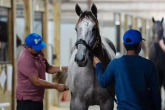 Hoosier Racing Community Invites Fans to 2026 ITOBA and QHRAI Sale Preview