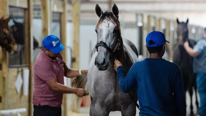 Hoosier Racing Community Invites Fans to 2026 ITOBA and QHRAI Sale Preview