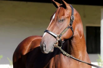 Record-Priced Arabian Lion Colt Tops 2026 Fasig-Tipton California Fall Yearlings Sale