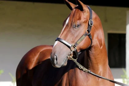 Record-Priced Arabian Lion Colt Tops 2026 Fasig-Tipton California Fall Yearlings Sale