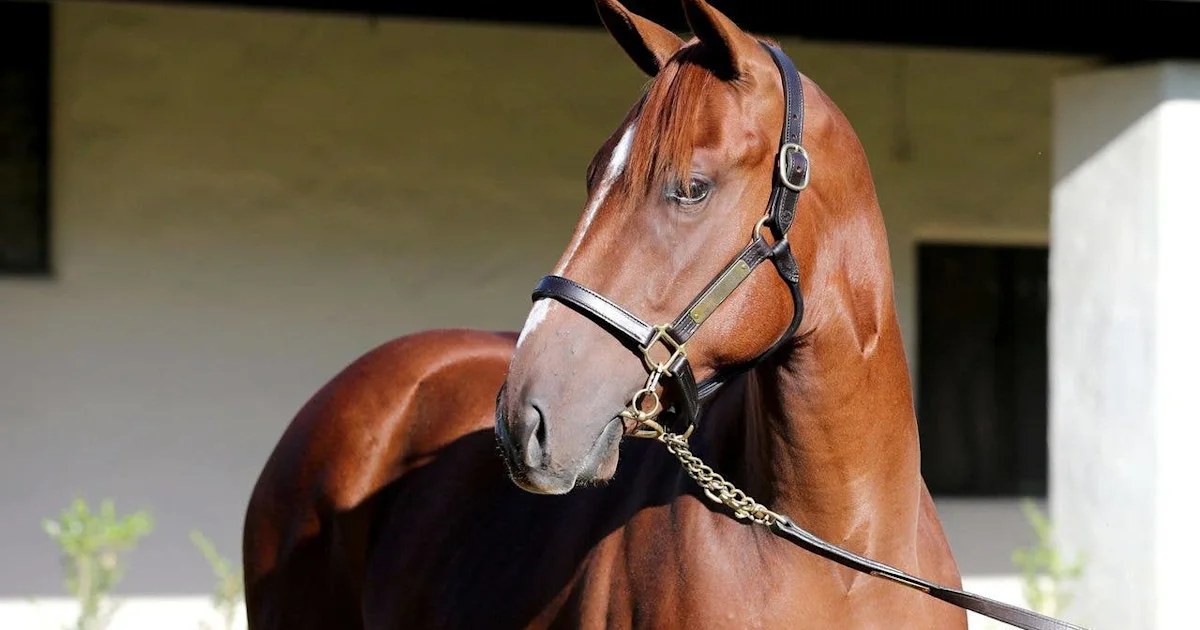 Record-Priced Arabian Lion Colt Tops 2026 Fasig-Tipton California Fall Yearlings Sale