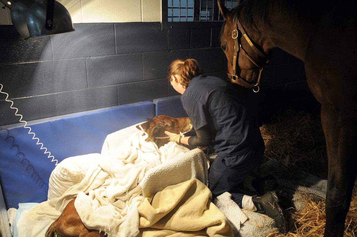 Research Aims To Improve Foals' Resistance to Serious Infection